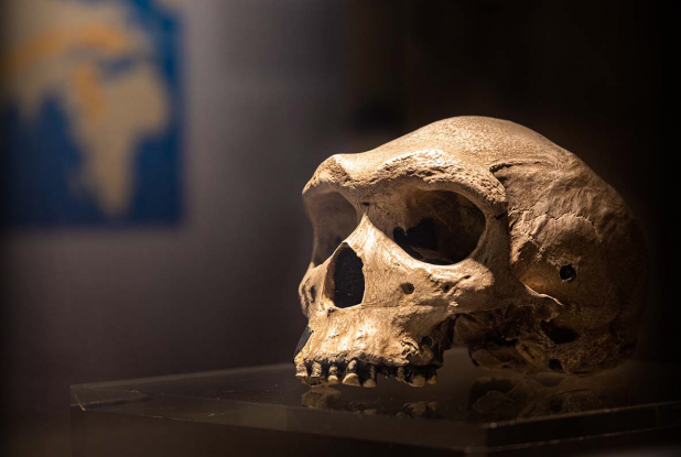 Musée de Préhistoire Terra Amata - Crâne