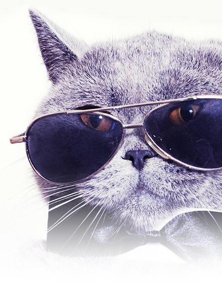 Salon International du Chat