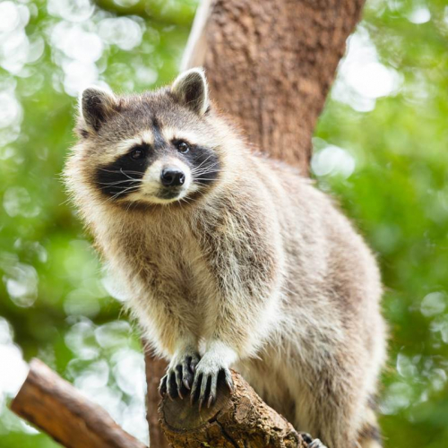 Parc Animalier de Gramat