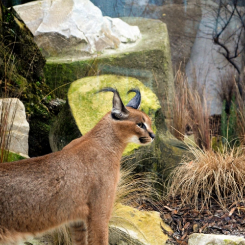 Caracal © MNHN - Jérôme Munier