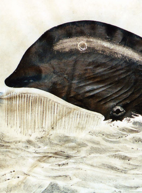 La Baleine qui dit "vagues"