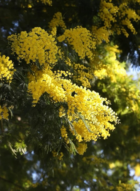 Fête du Mimosa 2025 à Mandelieu-La Napoule : Un mimosa en fleurs