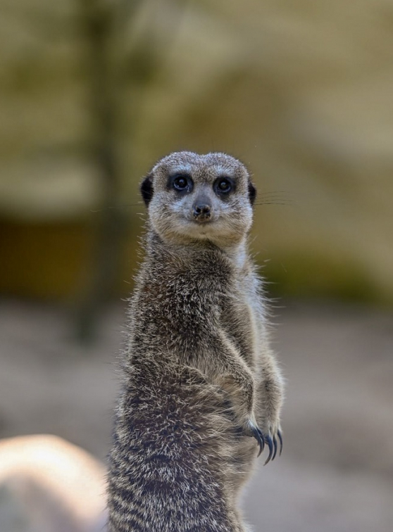 Zoo de Lille : Suricate