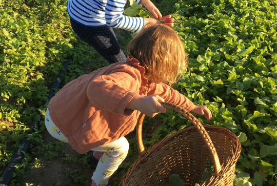 Cueillette du Plessis - Chanteloup en Brie : enfants ramassent herbes