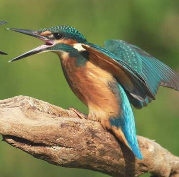 Salon de l'Oiseau et de la Nature