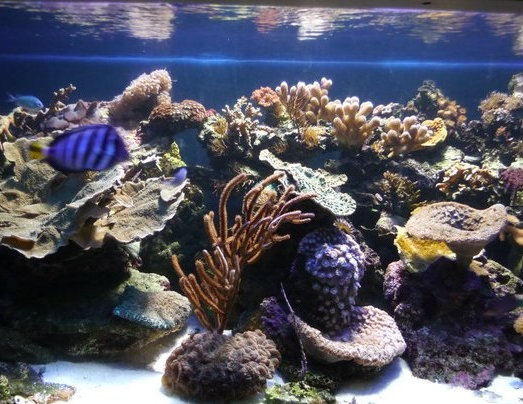 Aquarium tropical des Pyrénées