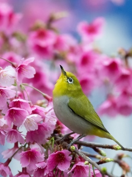 Le printemps des sens - Bibliothèque Jardin Public Bordeaux