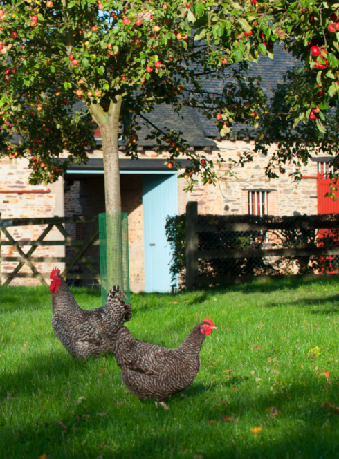 Exposition Races Bretonnes, une histoire bien vivante