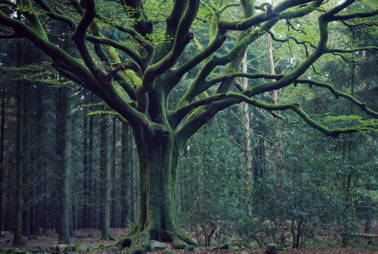 Forêt de Brocéliande : Un arbre majestueux