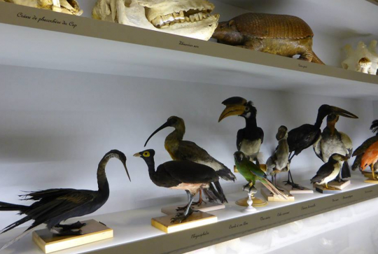 Cabinet de curiosités au Musée des Confluences de Lyon