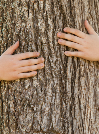 festival de l'Arbre de Castries