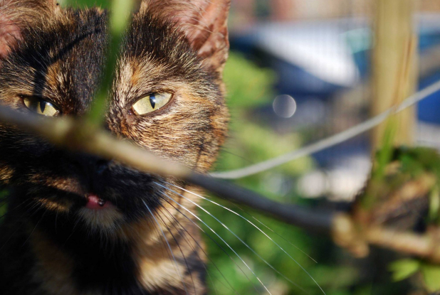 Le chat de la Ferme de la Liesse