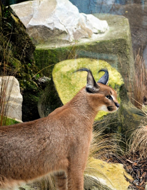 Caracal © MNHN - Jérôme Munier