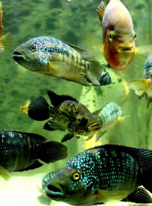 Aquarium Les 3 Vagues