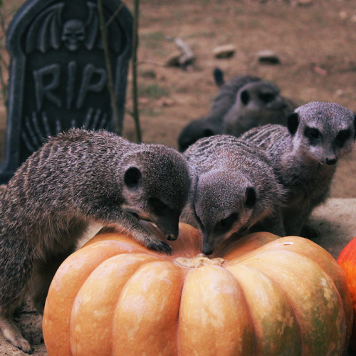 Halloween 2021 au Zoo African Safari