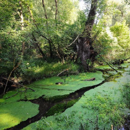 Petite Camargue Alsacienne