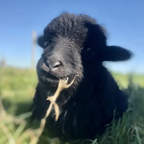 Ferme pédagogique du Fresne