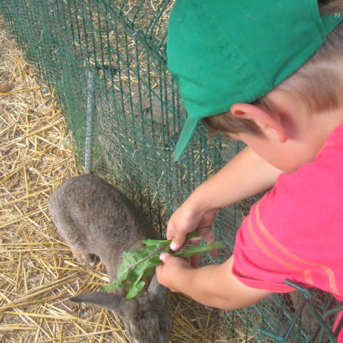 Ferme Andard La Clé des Champs - Lapin