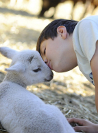 Rencontre entre les enfants et les chèvres