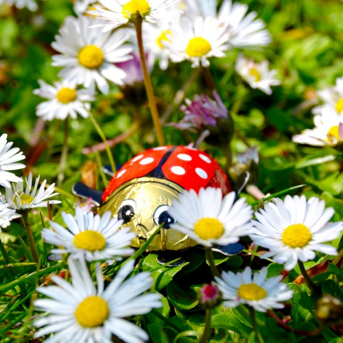 Pâques 2024 aux Jardins des coccinelles : chocolat coccinelle caché dans le jardin