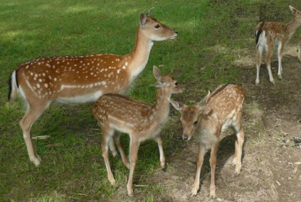 La Halte du Volcan - Biches