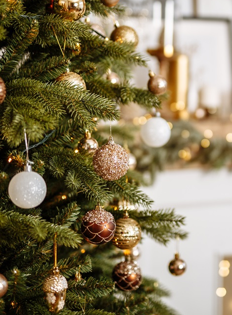 Quel est le sapin le plus écologique ?