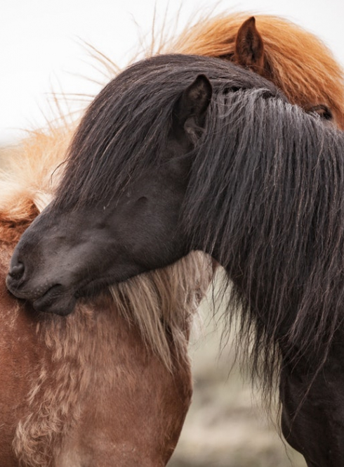 Les événements des hippodromes de Lyon