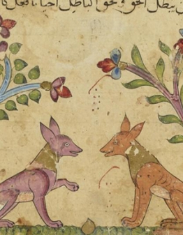 Dessine moi un chacal