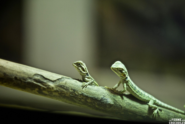 Ferme aux Crocodiles