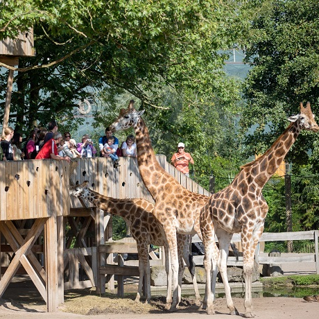 Wallonie - Parc Pairi Daiza
