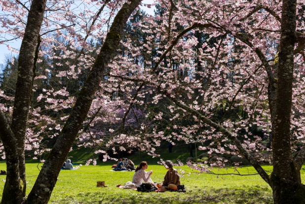 Hanami, la fête des cerisiers : pique-nique