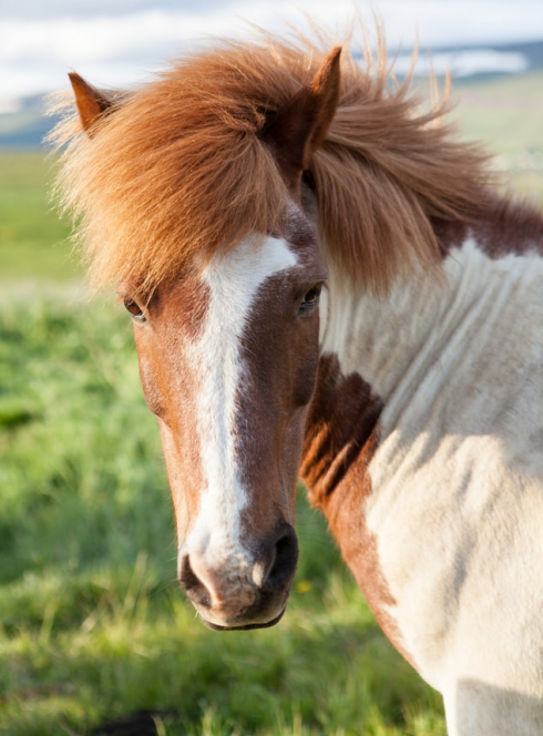 Fête du cheval de Villeneuve-Loubet