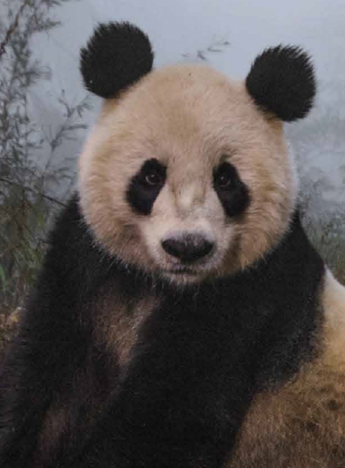 Les plus belles photographies de la vie sauvage de la National Geographic Society