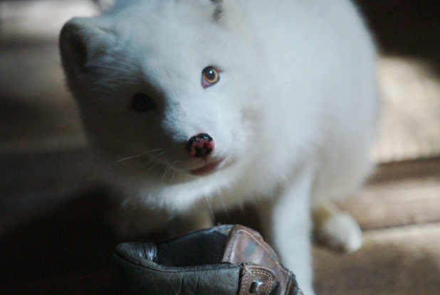 Kina & Yuk : renards de la banquise - balle