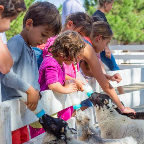La Coccinelle - parc animalier et attraction (Bordeaux)