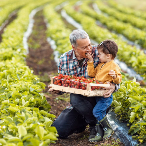 La ferme du Paradis : Un petit garçon récolte des fraises avec son grand père