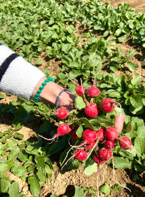 Cueillette de Pithienville : radis
