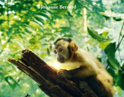 Amazonia livre du film