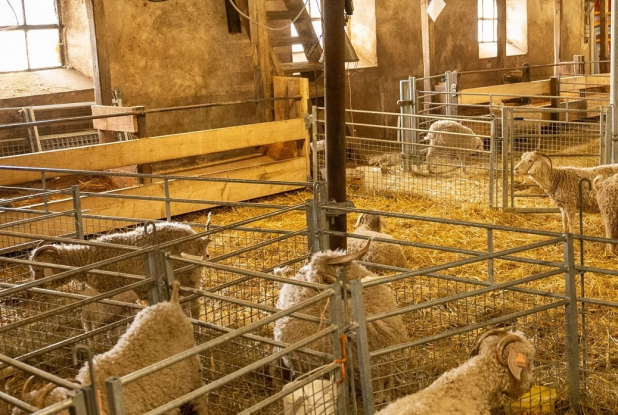 Visite d'un élevage de chèvres angora : Étable