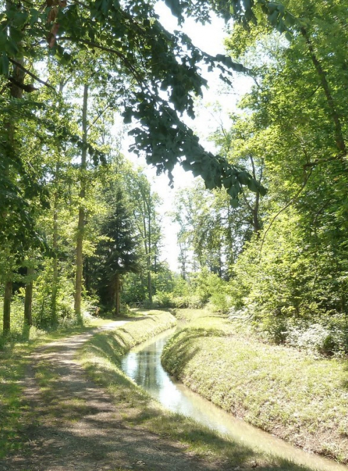 Forêt domaniale l’Arboretum @watain