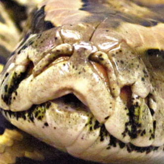 Aquavivarium de Grande-Synthe