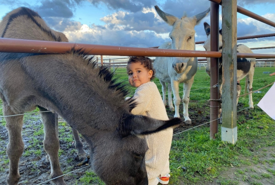 Z'Âne Attitude : Un très jeune enfant s'approche de l'enclos des ânes