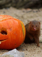 Halloween au Zoo de Lille : mangouste et citrouille