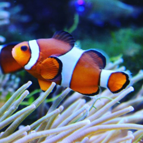 Aquarium de Dunkerque