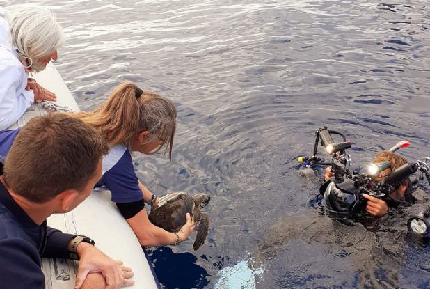 BeFree2Dive : Animaux marins