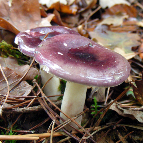 Expo champignons Ecomusée Pays de Rennes
