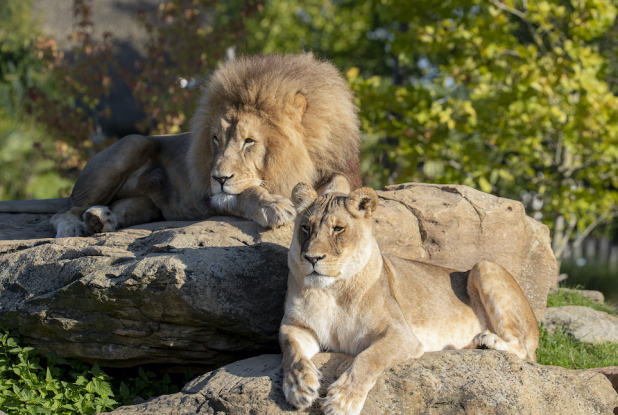 Lions d’Afrique à Beauval