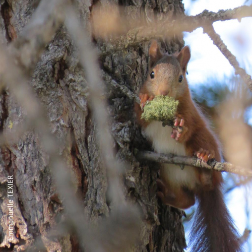 Animaux au coin du bois