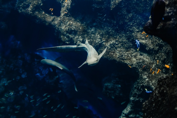 Aquarium de Lyon - requin léopard