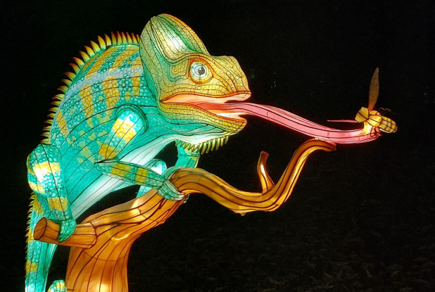 L'Odyssée Lumineuse : caméléon